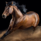 Fanka.Gwiezdnykon123