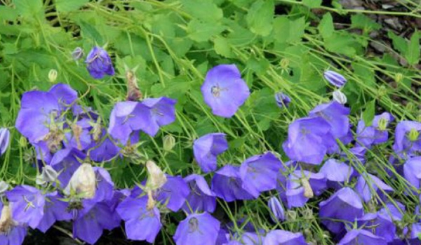 Jakim kwiatem jesteś 3