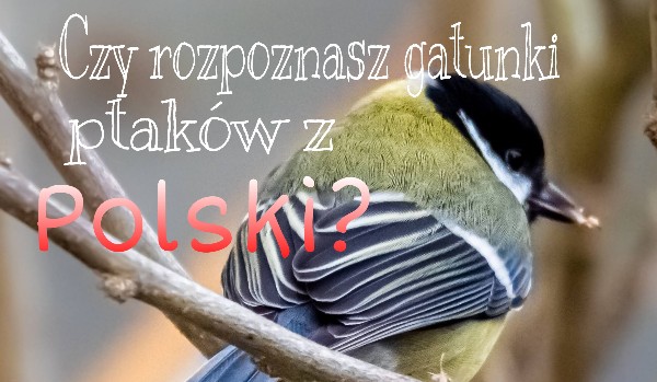 Czy rozpoznasz gatunki polskich ptaków?