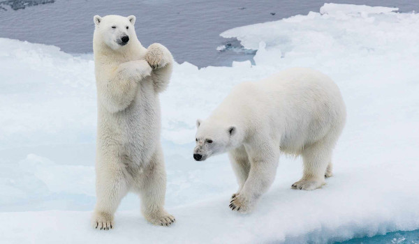 Niedźwiedź Polarny ️▪️ Informcje i ciekawostki