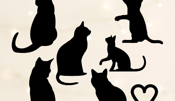 Wystroje do oddania #2 – koty