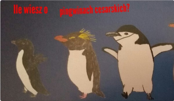 Ile wiesz o pingwinach cesarskich?