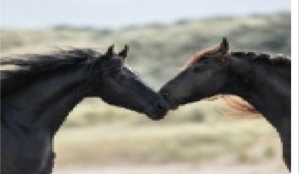 Ocenianie profilu (Koniara97)