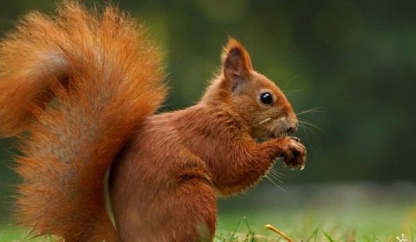 Zdrajca w Klanie Pioruna-Prolog cz.2