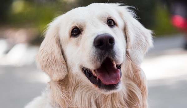 Czy jesteś podobny do psa?