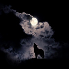 .Gray_Wolf.