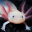 Axolotl