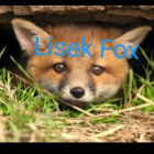 LisekFoxPLYT