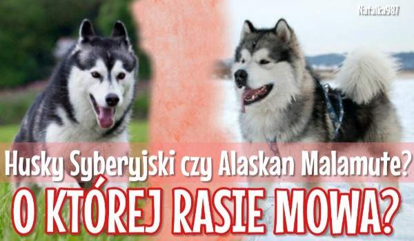 Husky Syberyjski czy Alaskan Malamute? O której rasie mowa?
