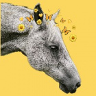 sunshine_horse