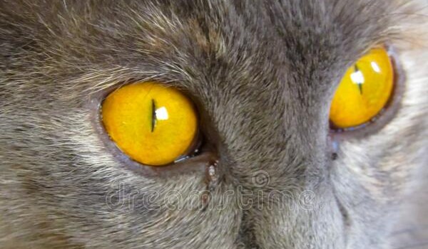 Ocenianie Wojowników! @Anielinq