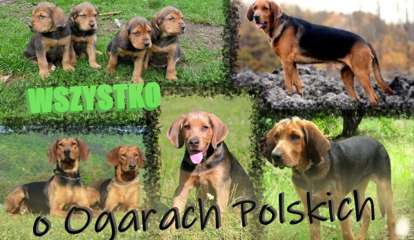 Ile wiesz o Ogarach Polskich?