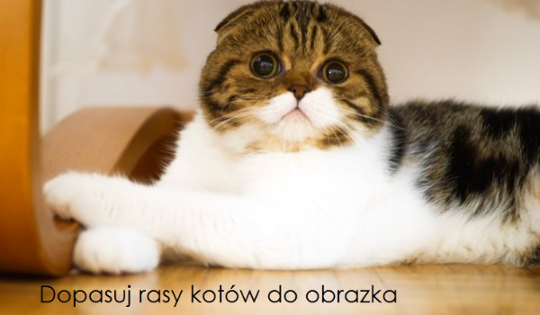 Dopasuj rasy kotów do obrazka