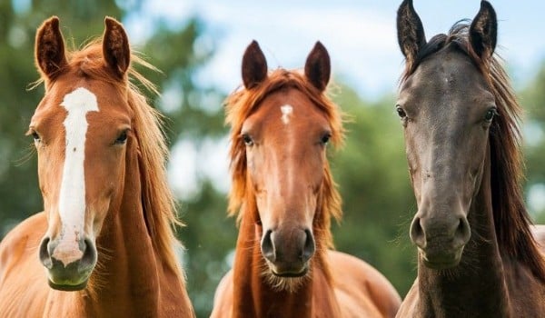 Jaka rasa konia najbardziej do Ciebie pasuje?