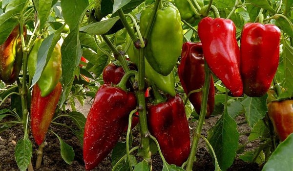 Znawca ostrych papryk część II