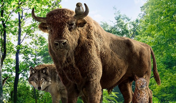 Endangered animals in Poland- Żubr