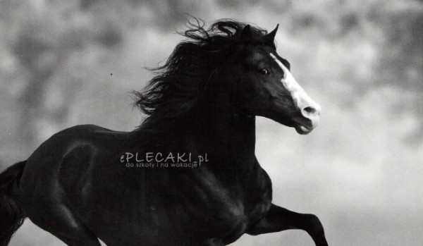 czy twój koń cię kocha