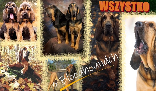 Ile wiesz o Bloodhoundach?