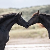 hors_dog