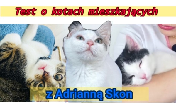 Czy znasz koty mieszkające z Adrianną Skon?