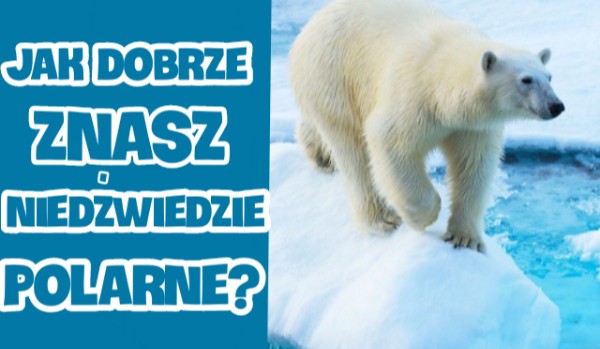 Test: Sprawdź swoją wiedzę na temat niedźwiedzi polarnych!