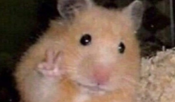 Jak bardzo rigczowy jestes?