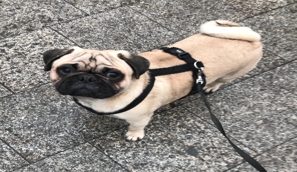 Czy  dostaniesz mopsa?