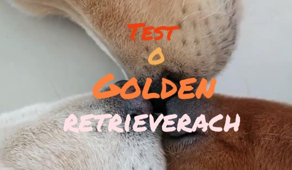 test wiedzy o golden retrieverach