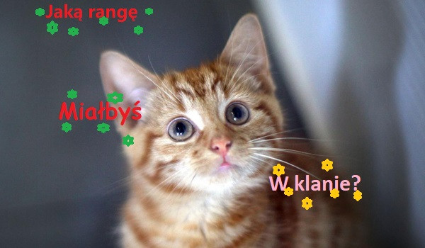 Jaką rangę miałbyś w klanie?