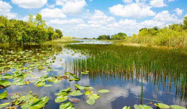 Czy rozpoznasz te 12 gatunków zwierząt mieszkających na moczarach Everglades?