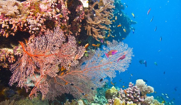 Czy wiesz co oznaczają te słowa po angielsku? – Test o rafie koralowej