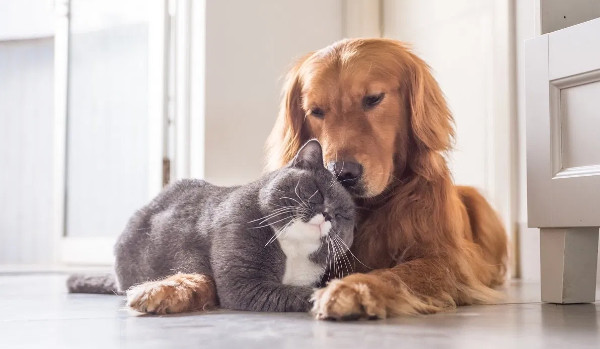 Psy vs Koty