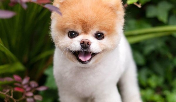 Czy pies cię pokocha ?