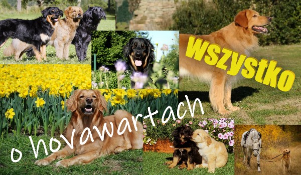 Ile wiesz o Hovawartach?