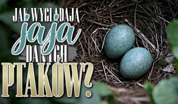 Jak wyglądają jaja danych ptaków?
