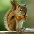 LoveSquirrel