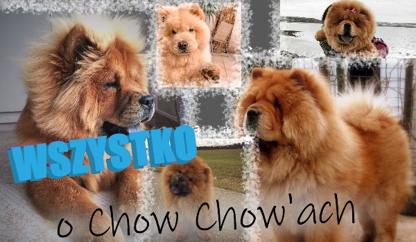 Ile wiesz o Chow Chowach?