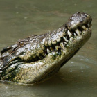 KrokodylNinjago