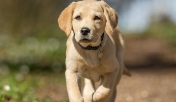 Ile wiesz o labradorach ?