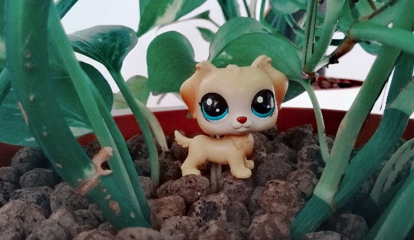 Shadow|Przedstawienie postaci|Prolog