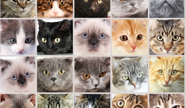 komfortowe zdjęcia kotów z okazji „dnia kota”