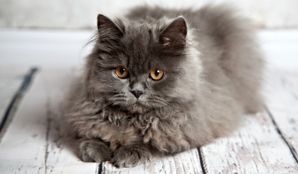 Przypominasz bardziej kota perskiego czy bengalskiego?!