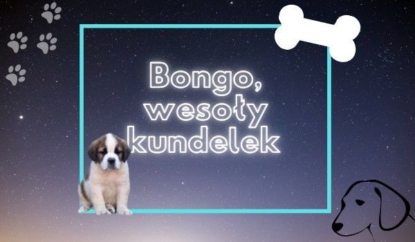 Bongo, wesoły kundelek #2