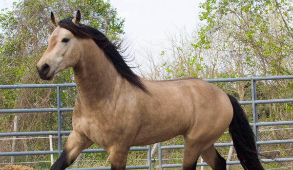 Inazuma eleven go cz.2