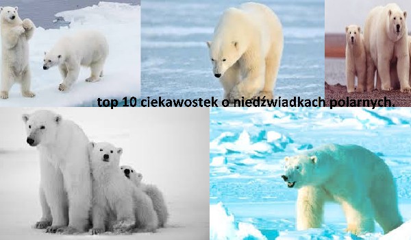 top 10 ciekawostek o niedźwiadkach polarnych.
