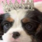 .Love.liliowy.psiak.