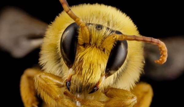 Czy byłbyś pracowity jako pszczółka ?