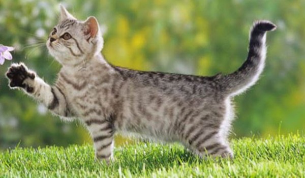 Google podbija fnaf #14?