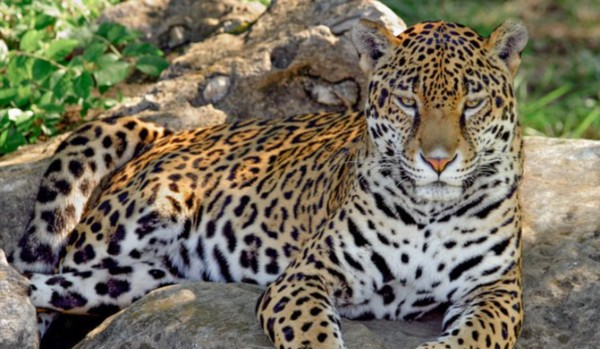 Moja Historia w Spirit Animals część 7