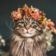 .TigerStar.